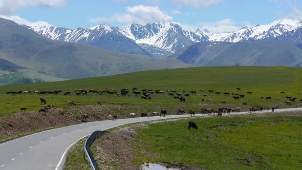 Animals Horses and Cows Graze in the Meadows of the Elbrus Region