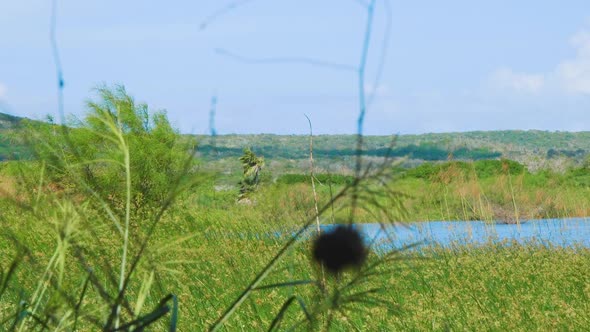 Grass sways in the wind by a tropical blue lagoon with a verdant landscape