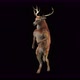 43 Deer Dancing 4K - VideoHive Item for Sale