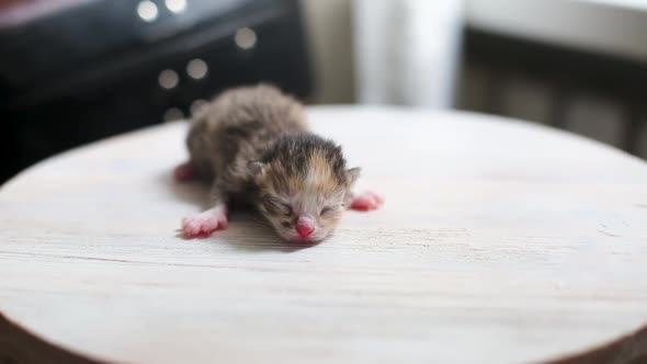 Little Fluffy Four Kittens Are Two Weeks Old, Crawling Around on a White Rug. Kittens with Not Fully