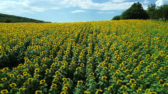 Aerial View Sunflowers