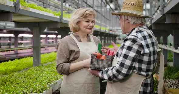 Positive Caucasian Woman Listening To Mature Gardener in Straw Hat and Taking One Tomato From Basket