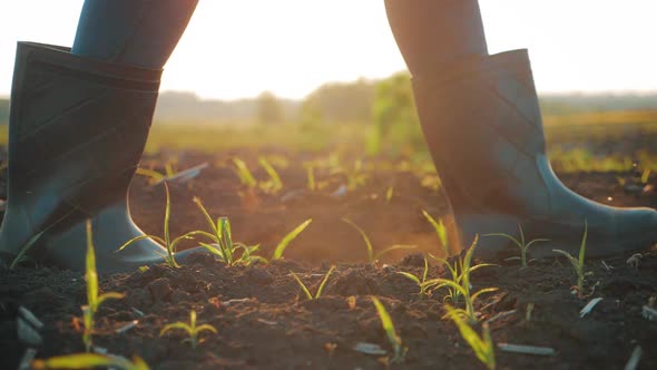 Farmer Goes with Rubber Boots Along Green Field. A Worker Go with His Rubber Boots at Sunset Time