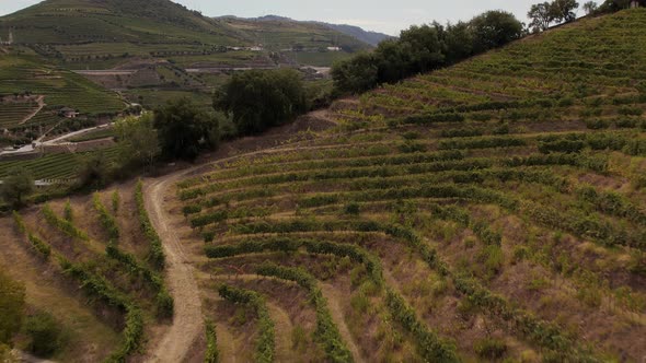 Douro Hills Covered in Vineyards Portugal Europe