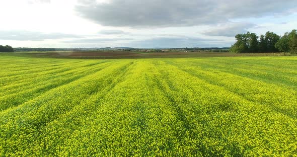 Aerial view of yellow rapeseed field