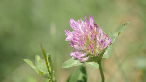 Herbaceous specie red clover plant in the field shallow DOF 4K 2160p 30fps UltraHD footage - Close-u