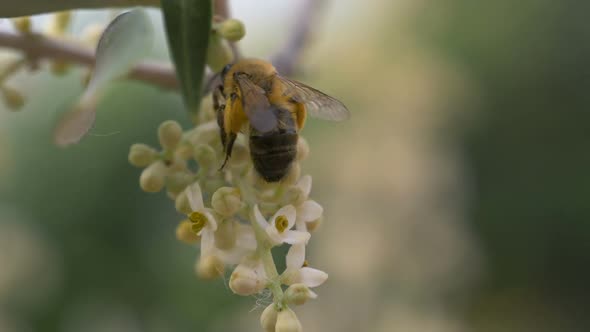 Bee Flower Slow Motion