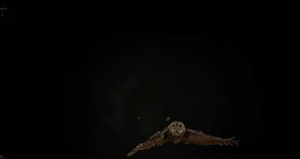 Eurasian Tawny Owl, strix aluco, Adult in Flight, Normandy, Slow motion 4K