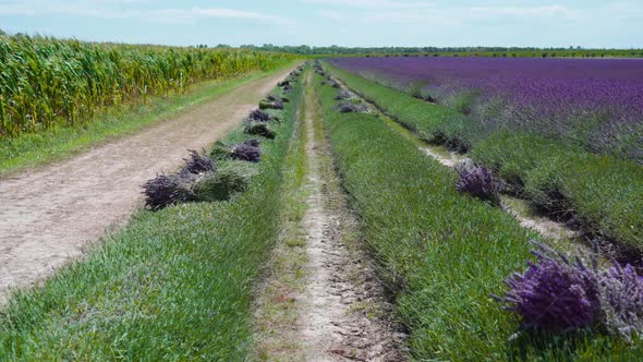 Lavender Field is Cut Leaving Green Trails