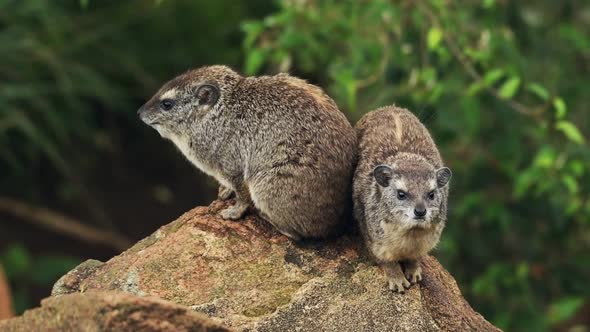 A Pair Of Rock Hyrax on The Tip Of The Rock Looking In Opposite Directions In Sosian Safari In Kenya