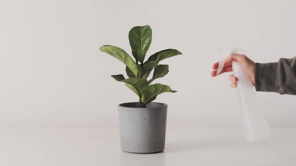 Hand spray water on leave home plant ficus using spray bottle. Watering houseplants in pot