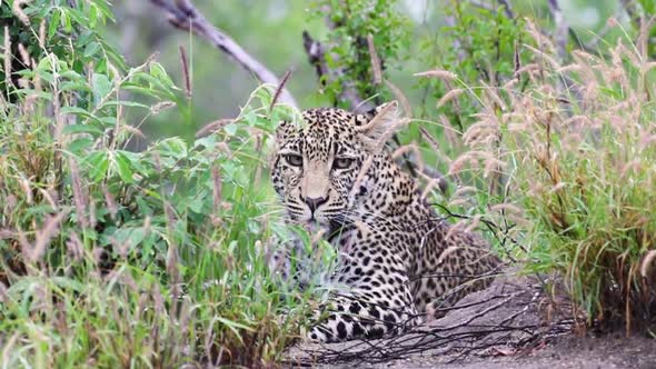 Leopard lying still then gazing at the camera Sabi Sands Game Reserve in South Africa