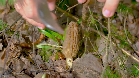 Morchella conica in the spring forest. A girl cuts a mushroom with a special camping knife