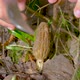 Morchella conica in the spring forest. A girl cuts a mushroom with a special camping knife - VideoHive Item for Sale