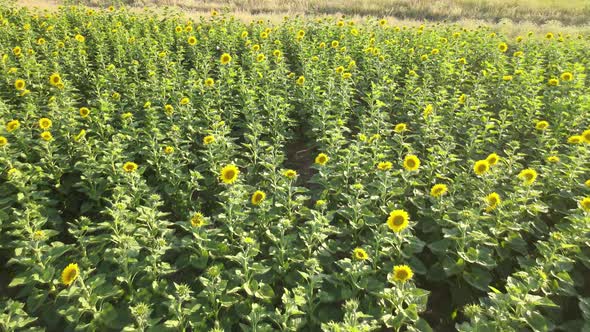 Field of Sunflowers