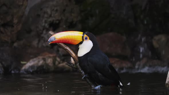 Wild Toco Toucan perched on trunk and falling in water, cleaning body with beak - close up