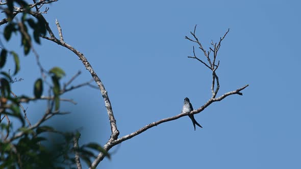 Seen looking towards the back and around spying for some insects to be eaten, Grey-rumped Treeswift