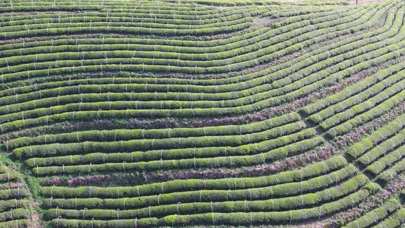 Tea plantation in mountain