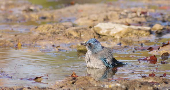 Woodhouse Scrub Jay enjoying the bath. Texas State.