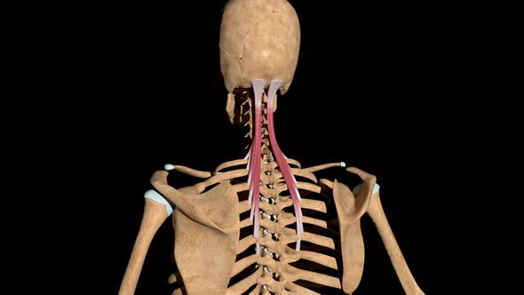 Semispinalis Capitis Muscles On Skeleton