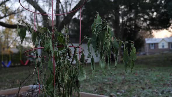 Wilted garden plant