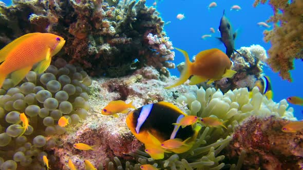 Underwater Colorful Tropical Fishes with Clownfish