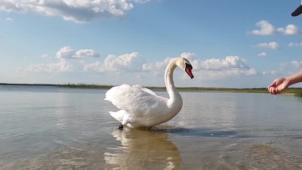 Swan on the Lake Slow Motion