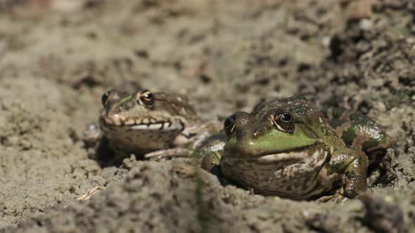 Two Frogs Sit Side By Side on the Sand Near the River Bank. Portrait of Toad