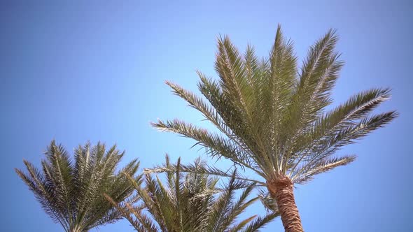 Clear Blue Sky and the Leaves in the Wind From the Palm Trees