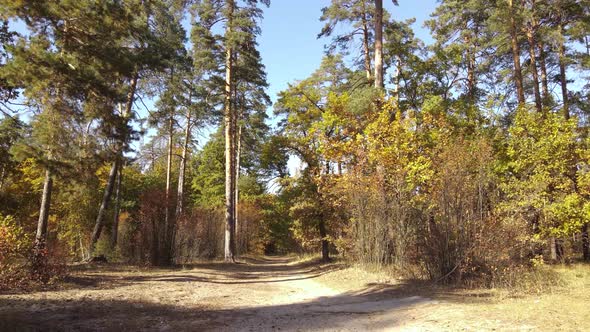 Forest with Trees in an Autumn Day