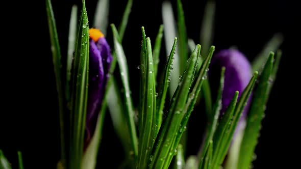 Crocus flowers on a black background. Falling drops of water on flowers.