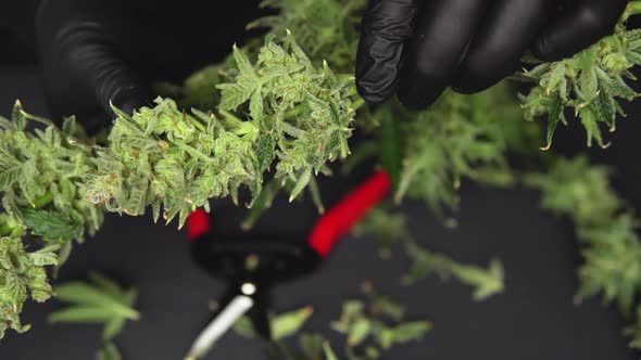 Growers Trim Their Pot Buds Before Drying. Man's Hands Trimming Marijuana Bud. Growers Trim Cannabis