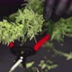 Growers Trim Their Pot Buds Before Drying. Man's Hands Trimming Marijuana Bud. Growers Trim Cannabis - VideoHive Item for Sale