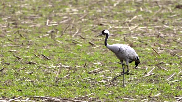 single crane walking on green grass in slowmotion in mecklenburg western pomerania