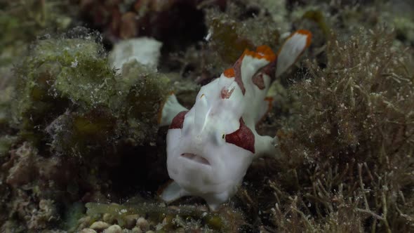 Clown Frogfish (Antennarius macuatus) holding onto sea grass on coral reef