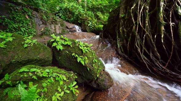 Small waterfalls surrounded by greenery of forest vegetation Abundant green forest trees Dolly slide