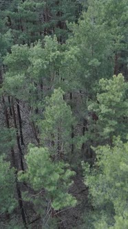 Vertical Video of Pine Forest Aerial View Slow Motion