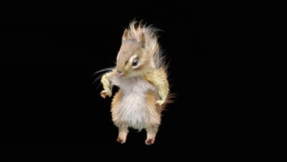 72 Chipmunk Dancing HD