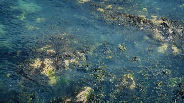 Seaweed Moving Around In The Sea