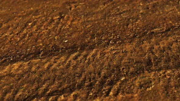 Wheel Tracks on Rough Road alt