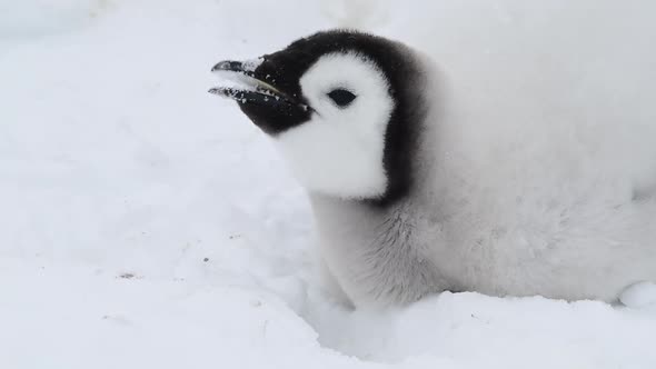 Emperor Penguins Chicks on the Ice in Antarctica