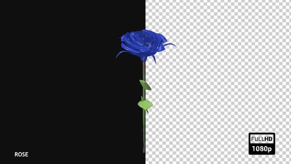 Blue Rose