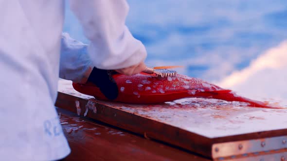 CLOSEUP, scaling freshly caught red snapper fish oning boat, Slow Motion
