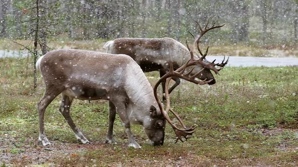 Two Male Reindeers in Tundra Forest During Snowfall in Lapland, Finland