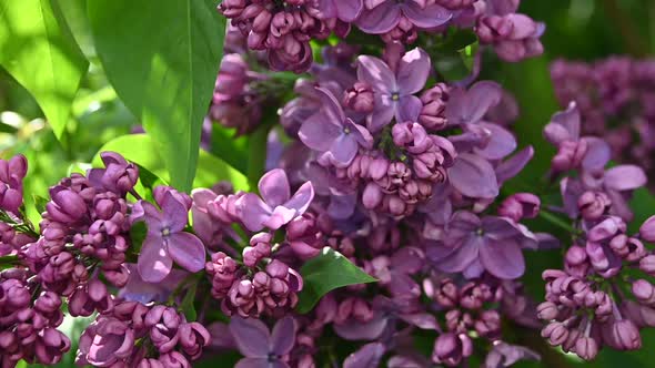 Close up purple lilac flowers