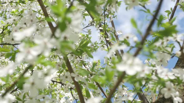 Flowers Of White Cherry Blossoms And Fast Clouds