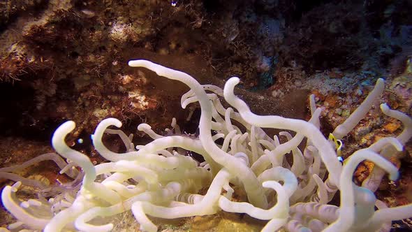 Baby Clownfish and Anemone Shrimp