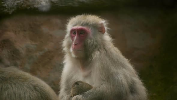HD - Macaque