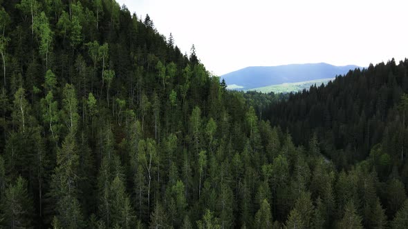 Ukraine, Carpathians: Forest Landscape, Aerial View