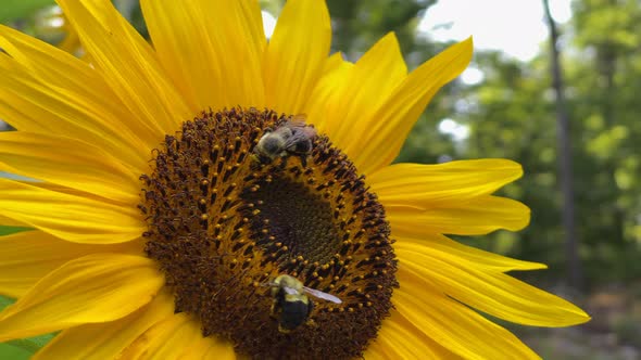 Two bees gathering nectar from sunflower